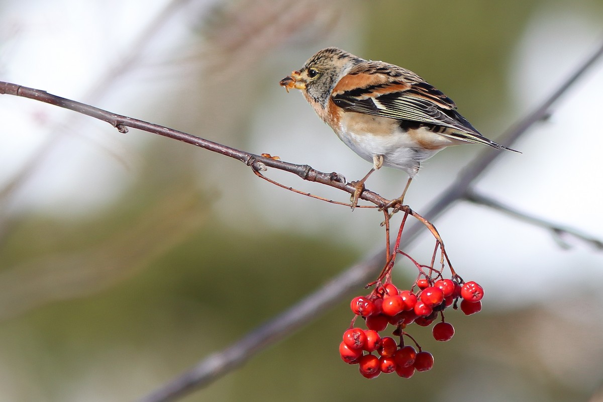 Brambling - ML645949156