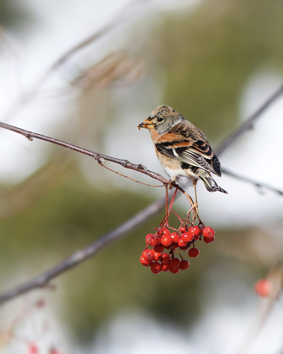 Brambling - ML645949157