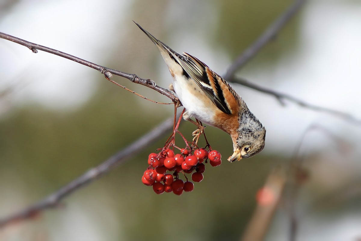 Brambling - ML645949158