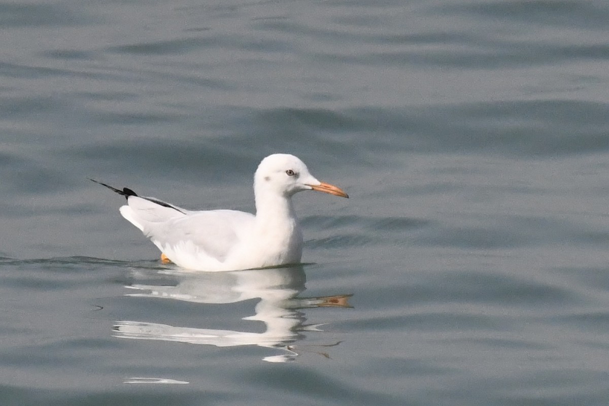 Slender-billed Gull - ML645949159