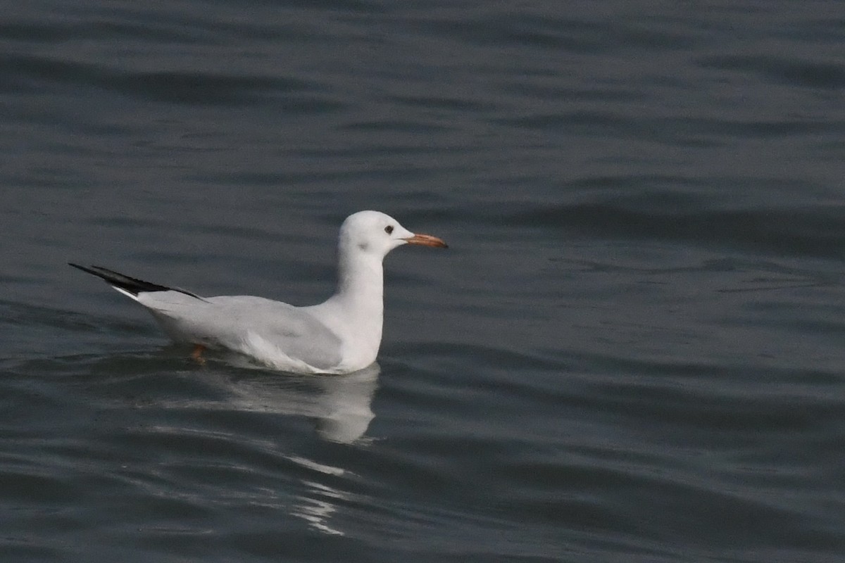 Slender-billed Gull - ML645949160