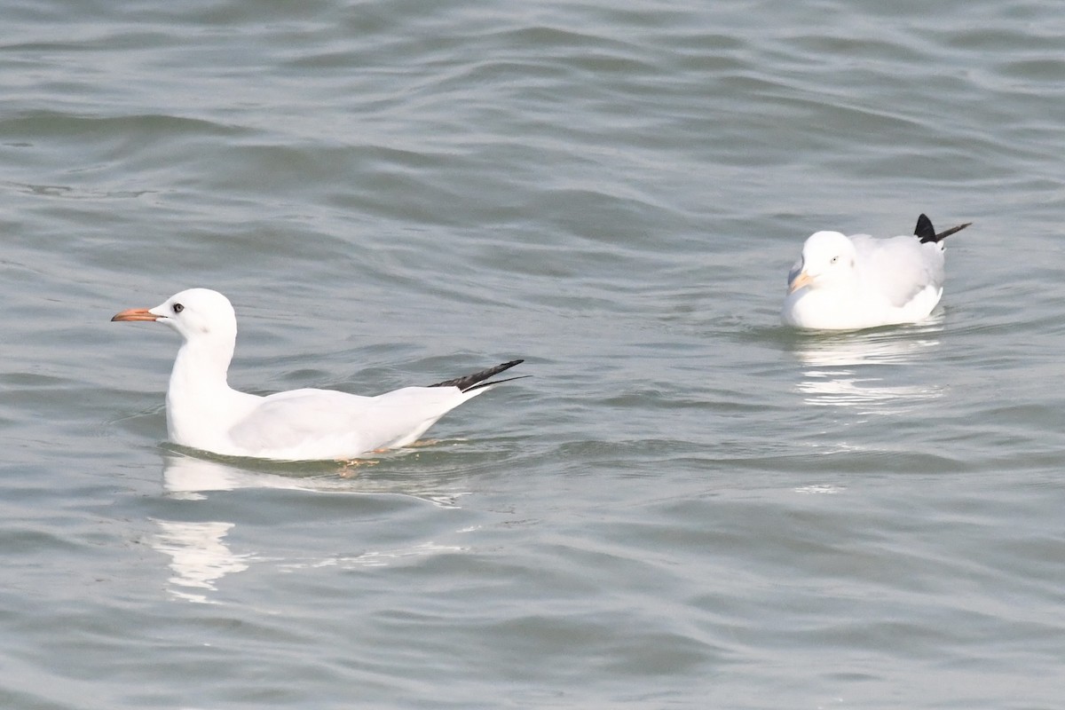Slender-billed Gull - ML645949161