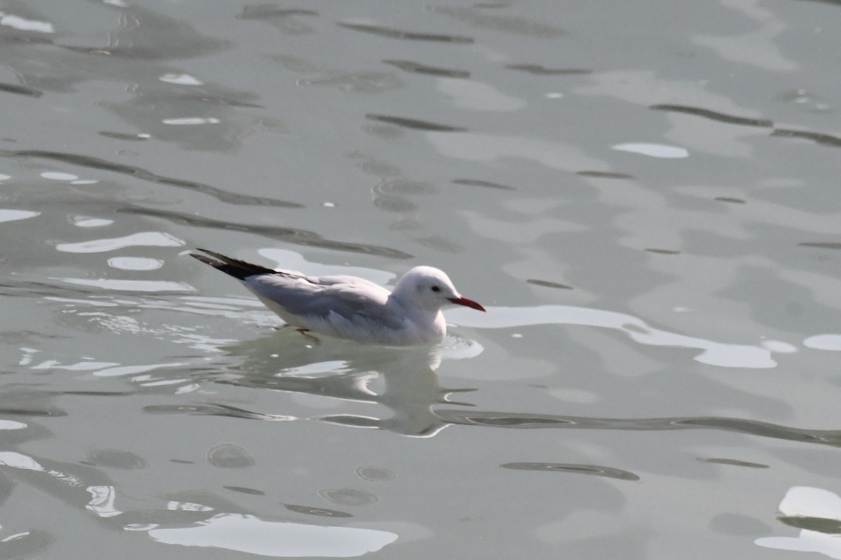 Slender-billed Gull - ML645949163