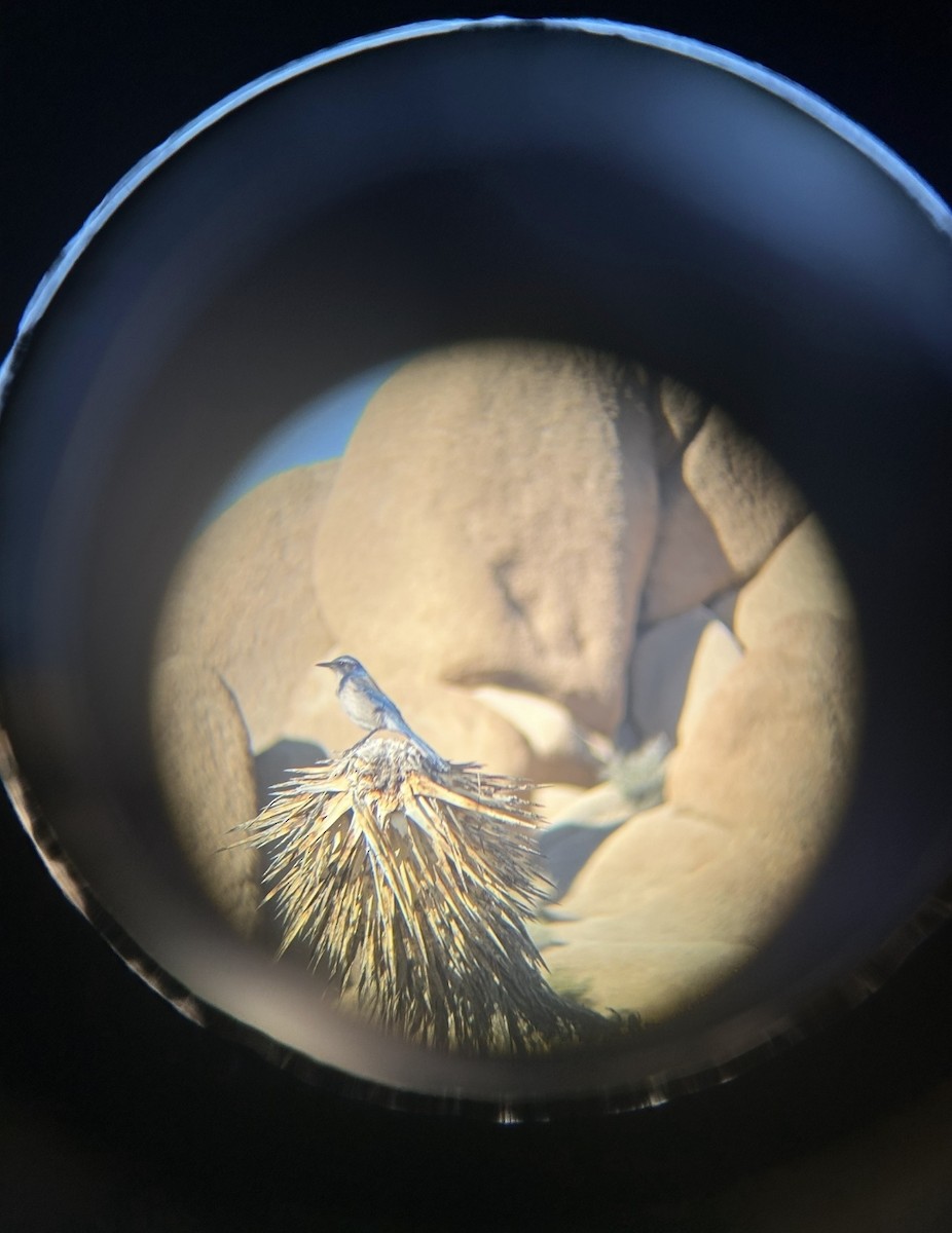 California Scrub-Jay - ML645949165