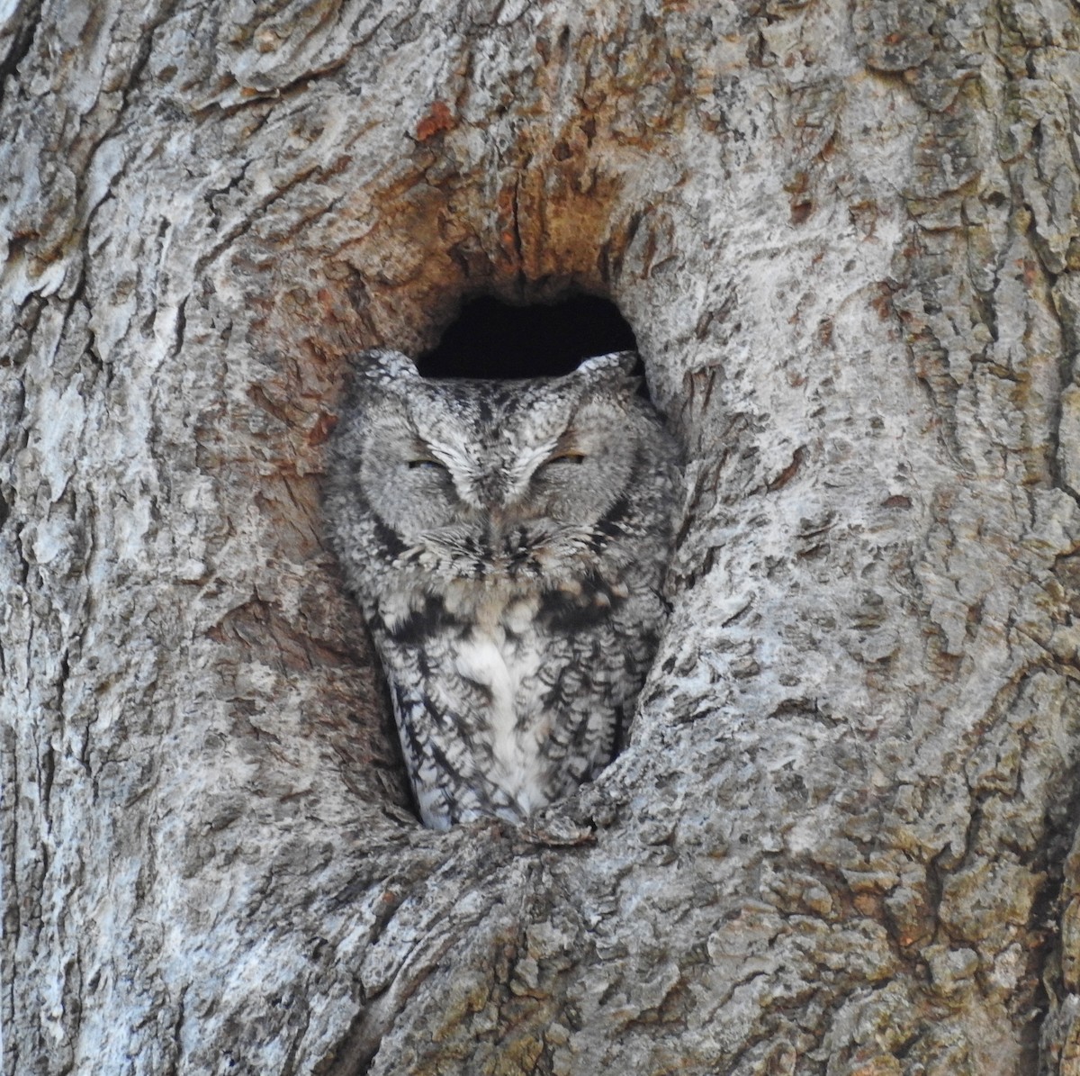 výreček americký - ML645949171