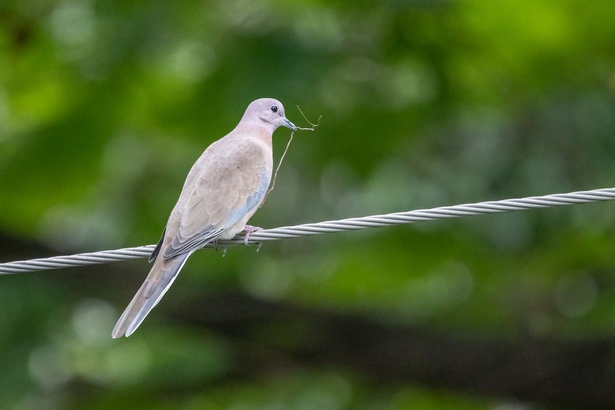 Tórtola Senegalesa - ML645949212
