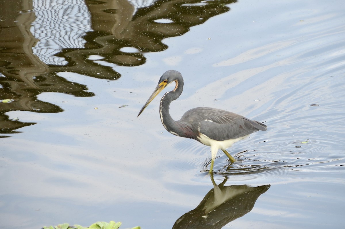 Garceta Tricolor - ML645949220