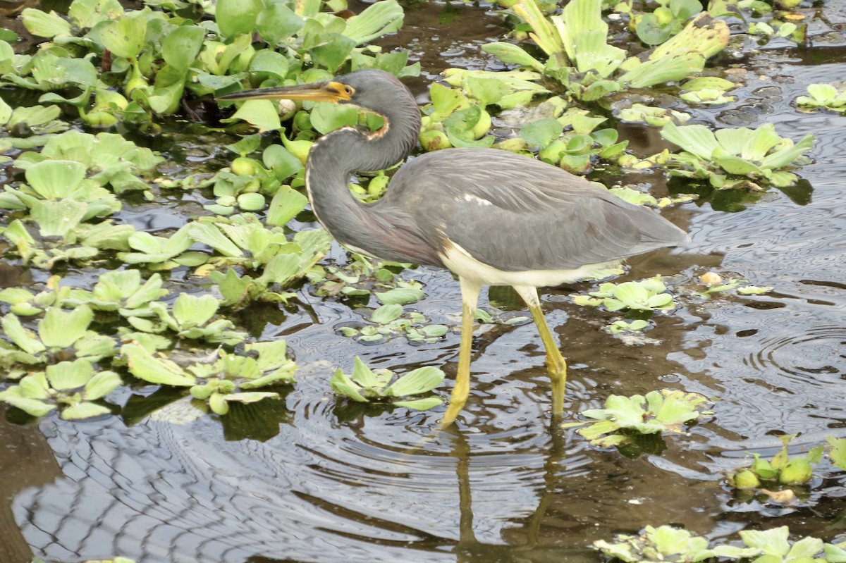 Garceta Tricolor - ML645949221