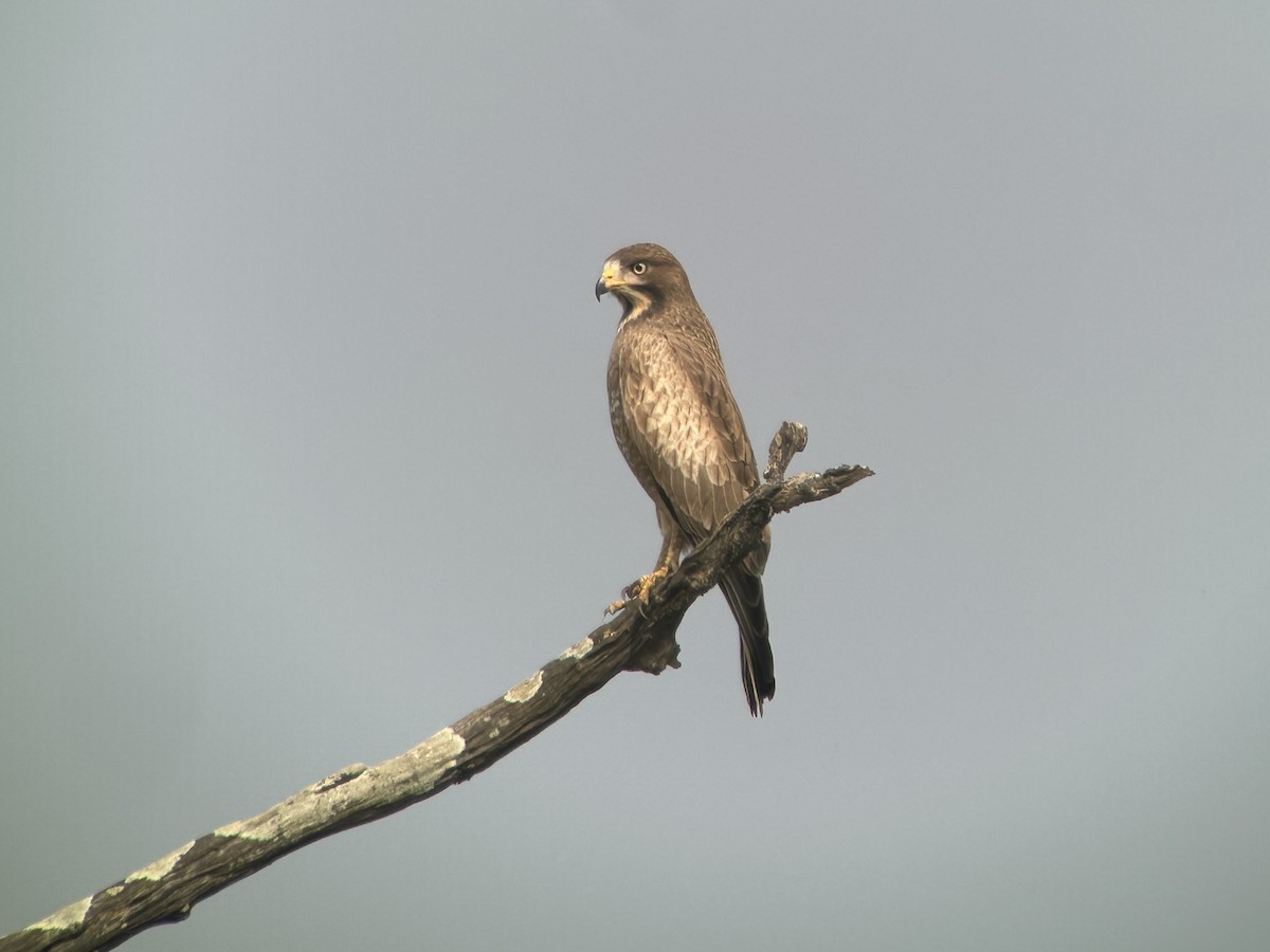 Busardo Tisa - ML645949222