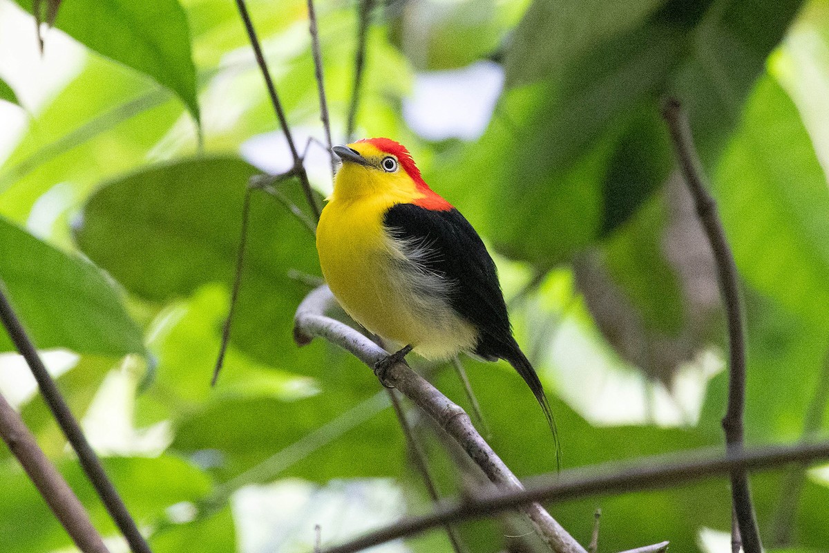 Saltarín Uirapuru - ML645949224