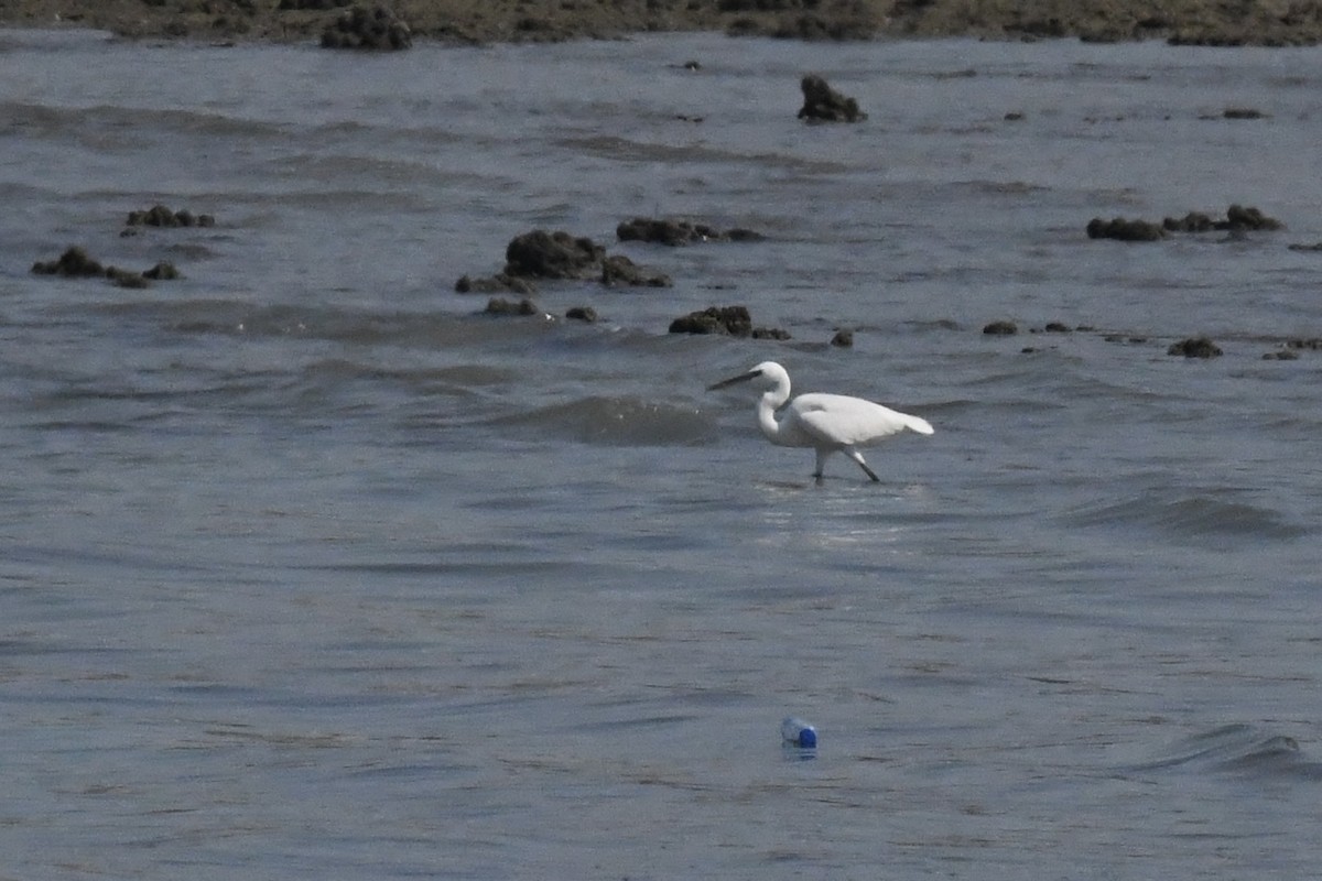 Garceta Común - ML645949226