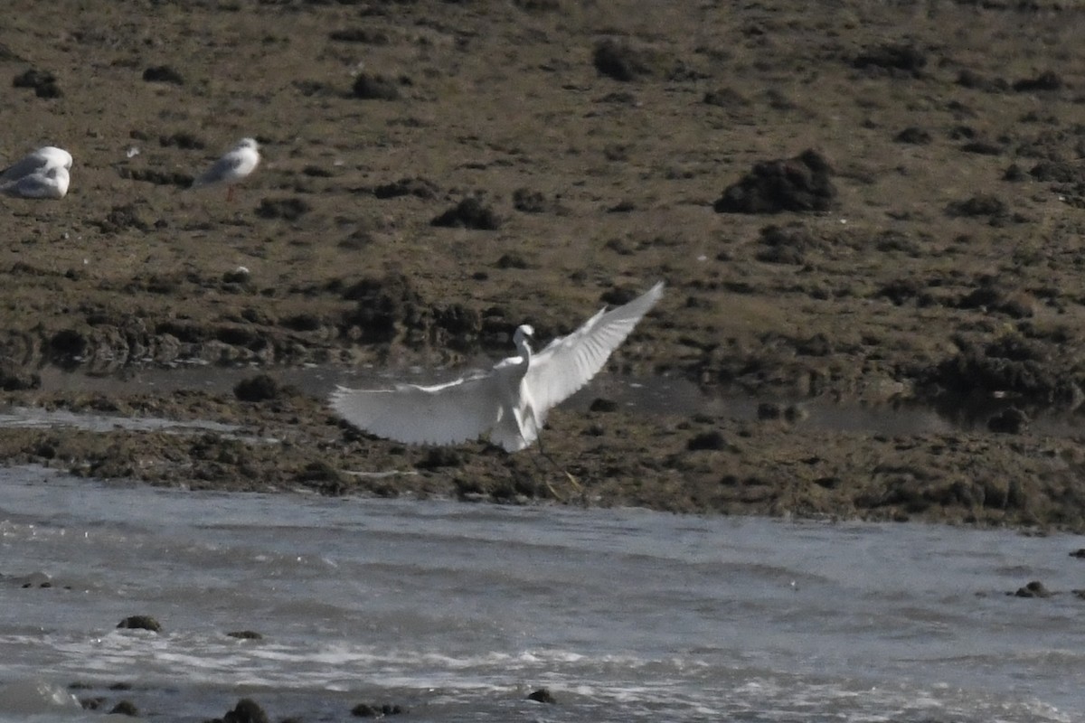 Garceta Común - ML645949227