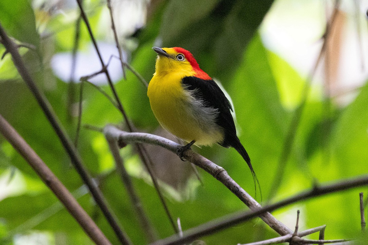 Saltarín Uirapuru - ML645949228