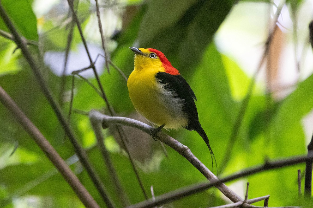 Saltarín Uirapuru - ML645949229