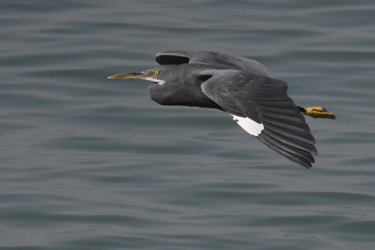 Garceta Dimorfa - ML645949230