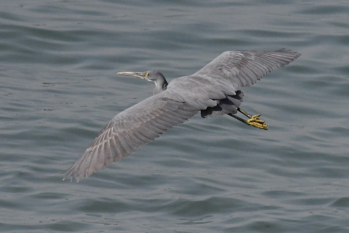 Garceta Dimorfa - ML645949231