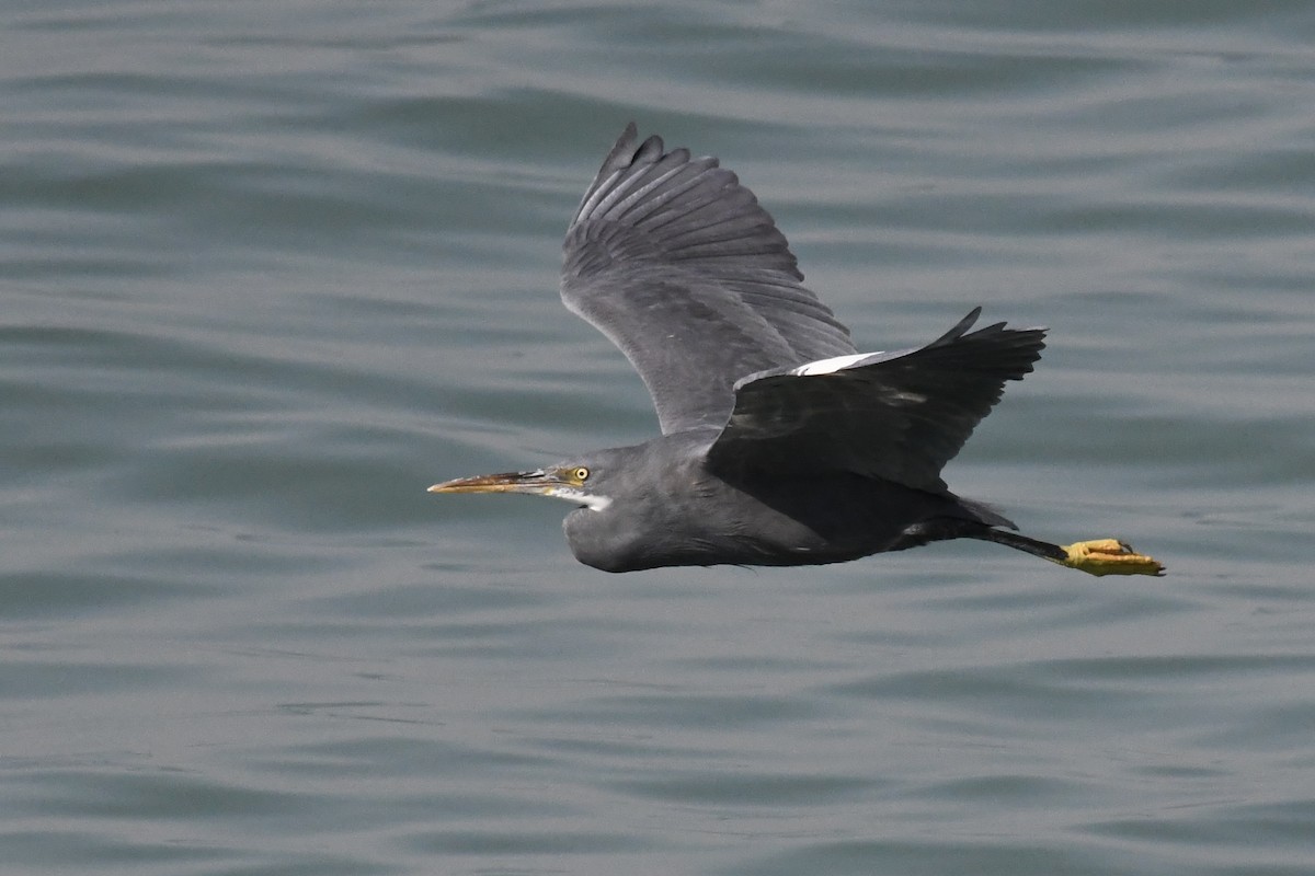 Garceta Dimorfa - ML645949232