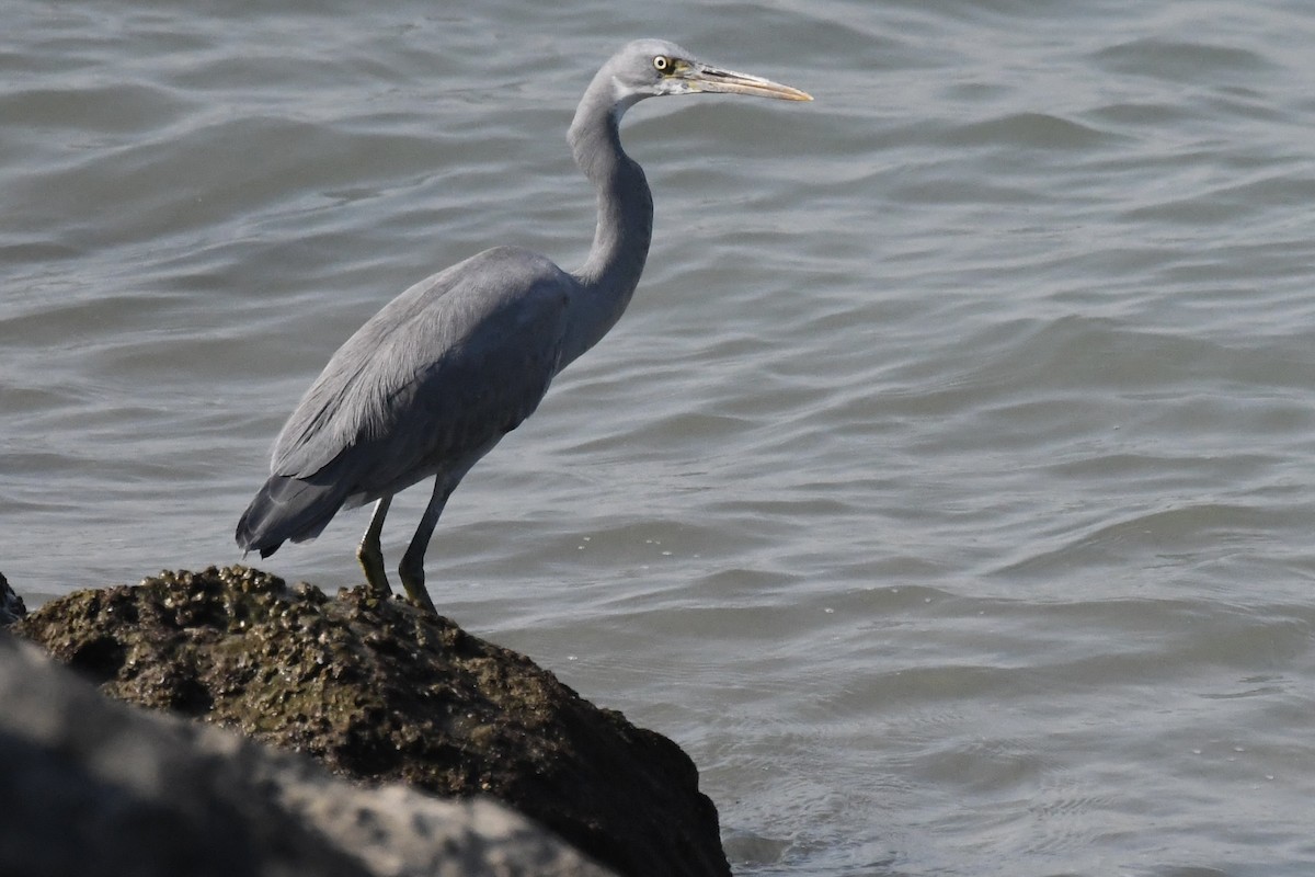 Garceta Dimorfa - ML645949233