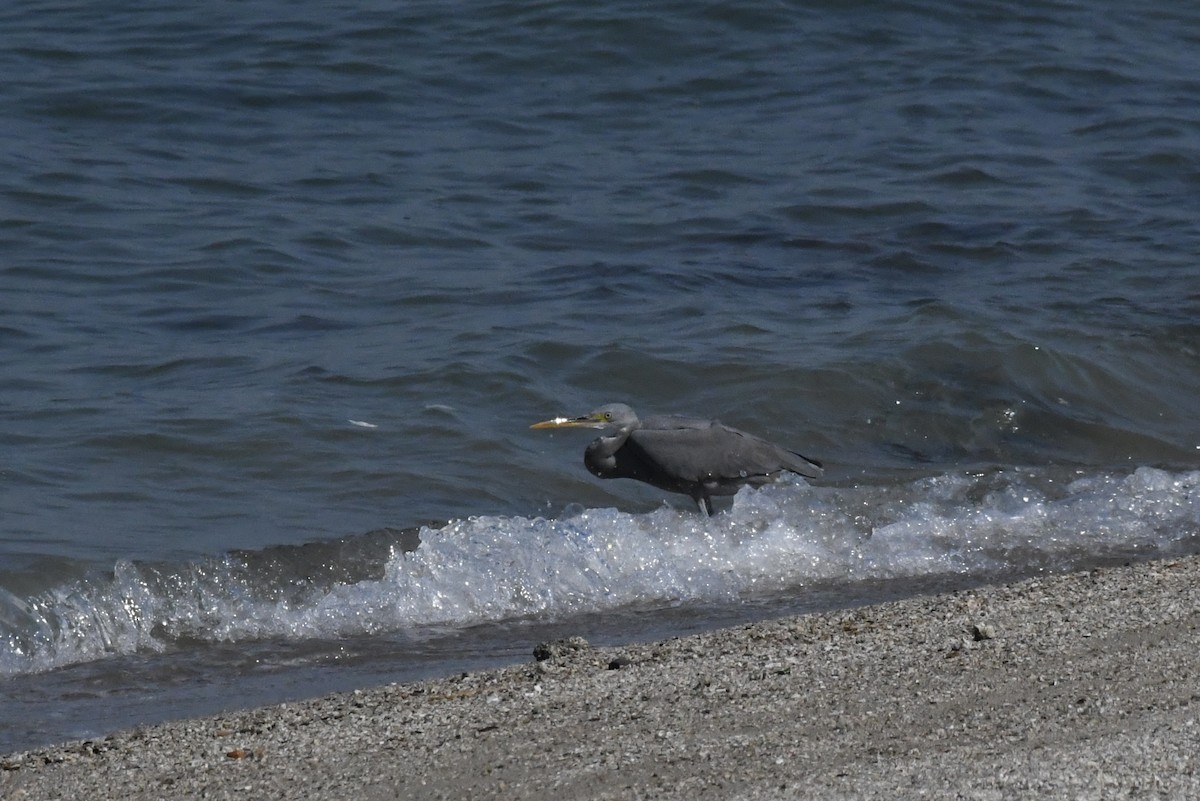 Garceta Dimorfa - ML645949234