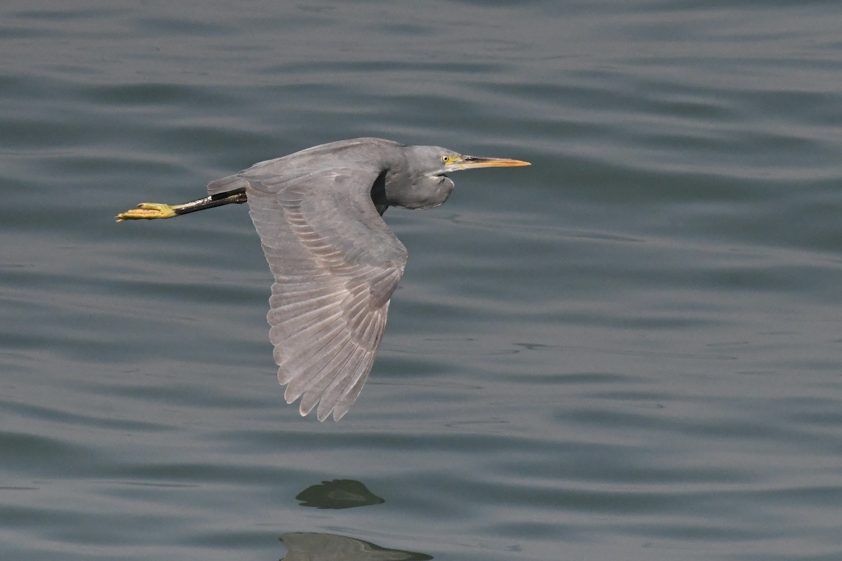 Garceta Dimorfa - ML645949235