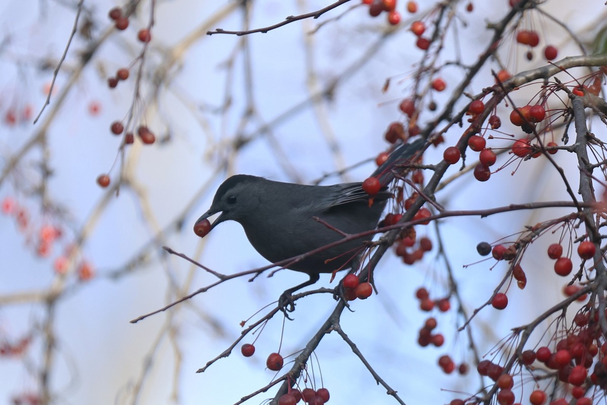 Gray Catbird - ML645949236