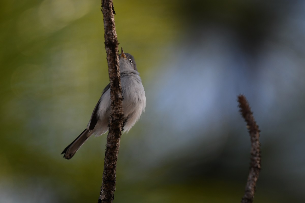 Perlita Grisilla - ML645949237