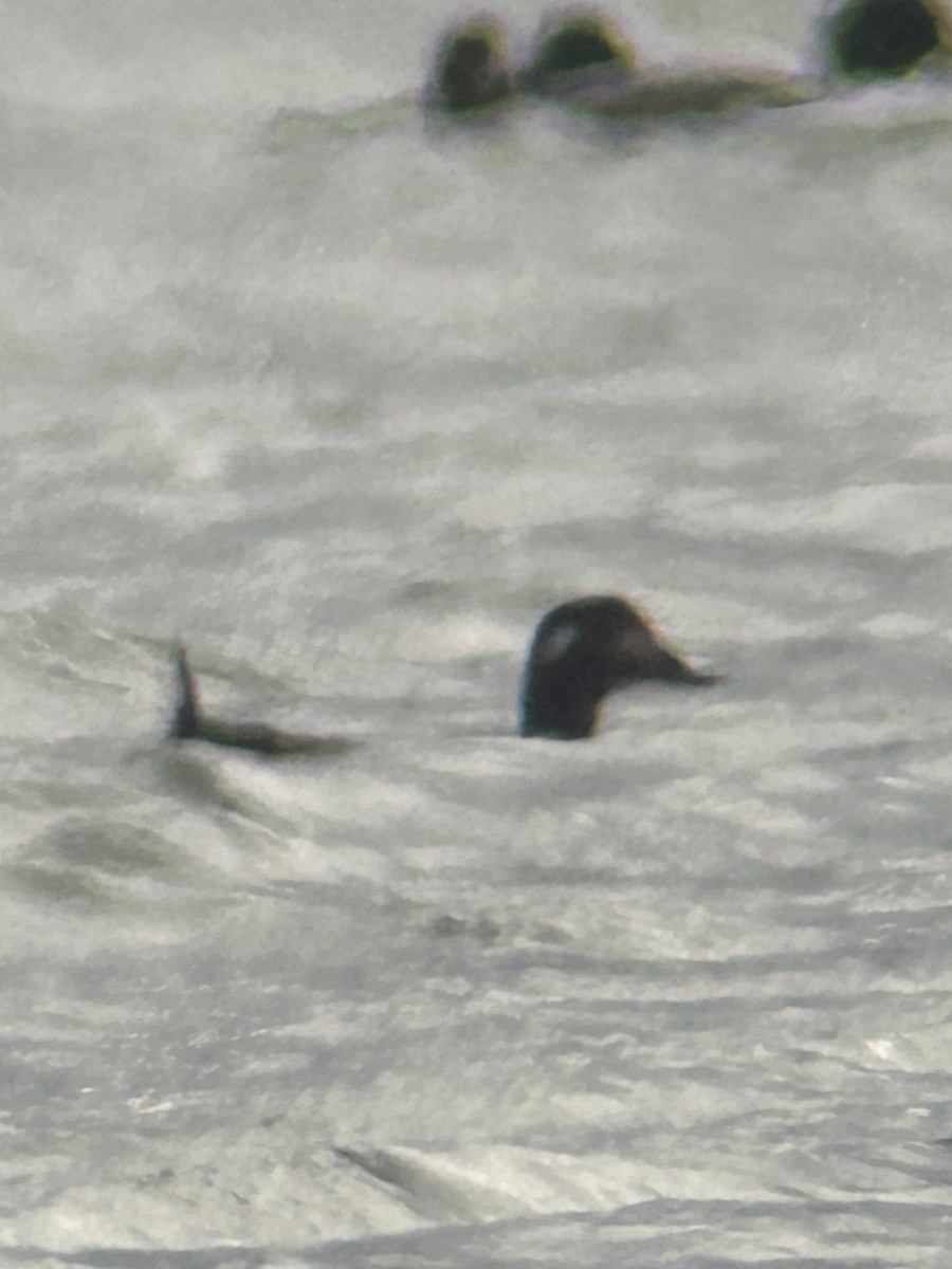 Negrón Aliblanco - ML645949239