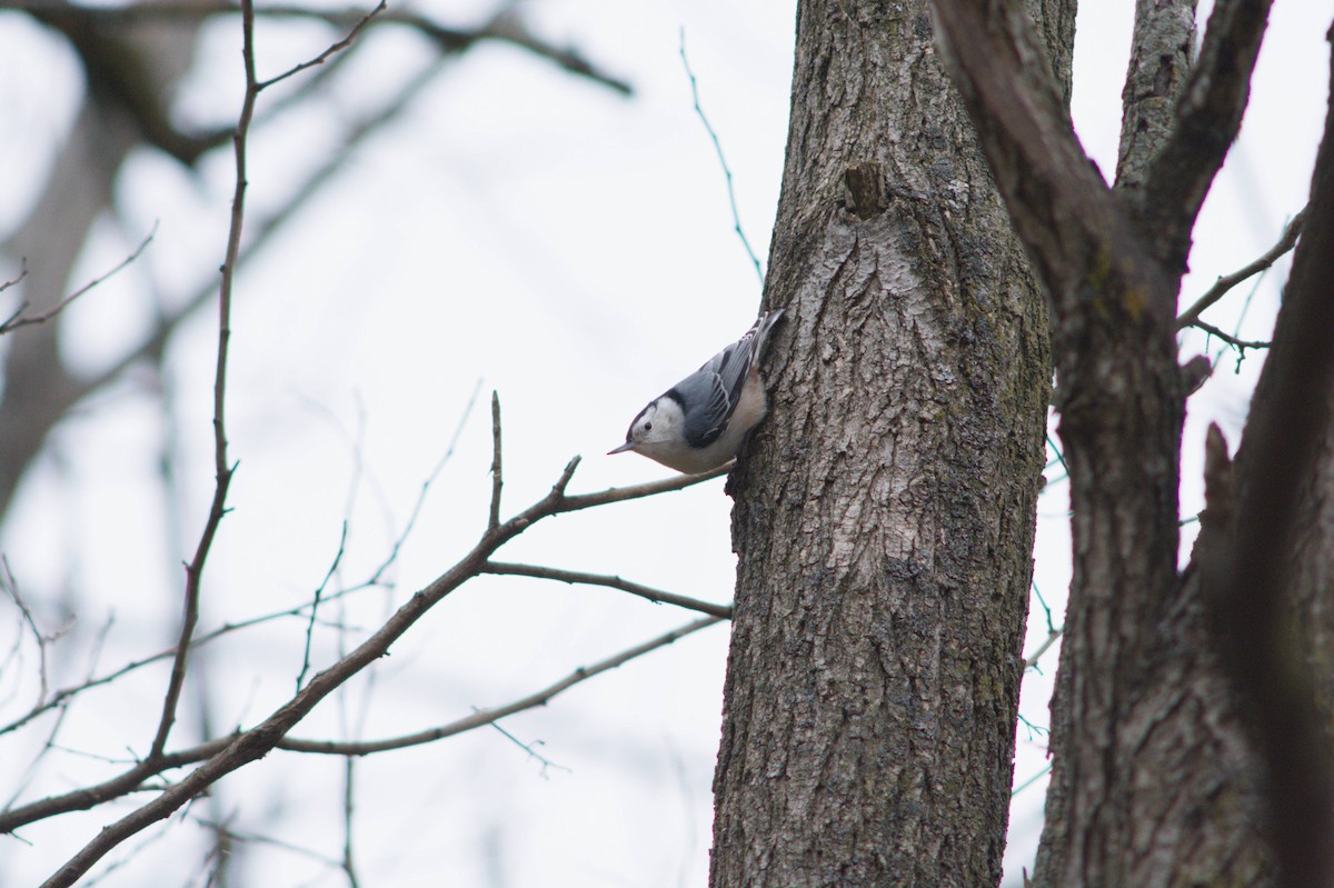 Trepador Pechiblanco - ML645949240