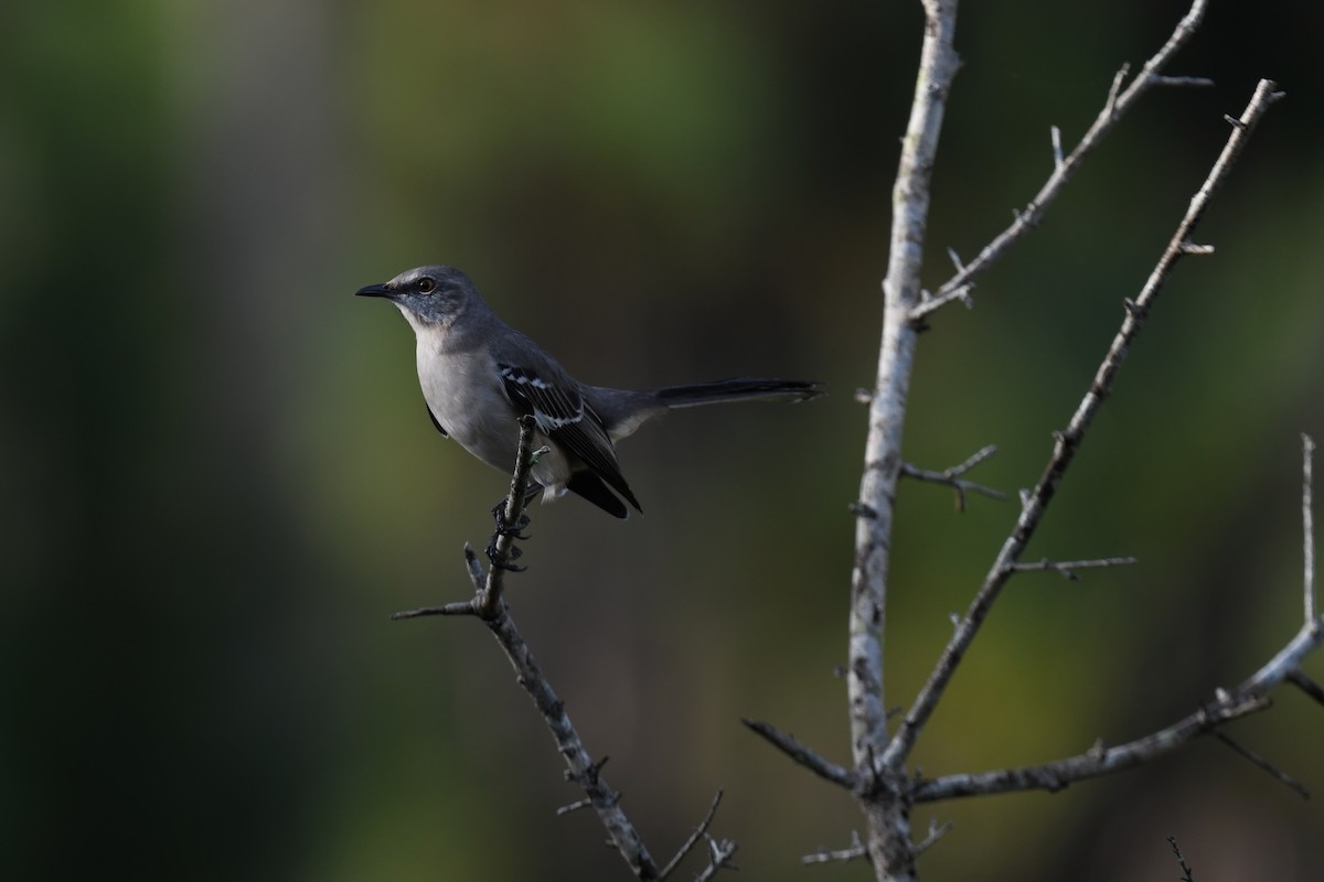 Sinsonte Norteño - ML645949242