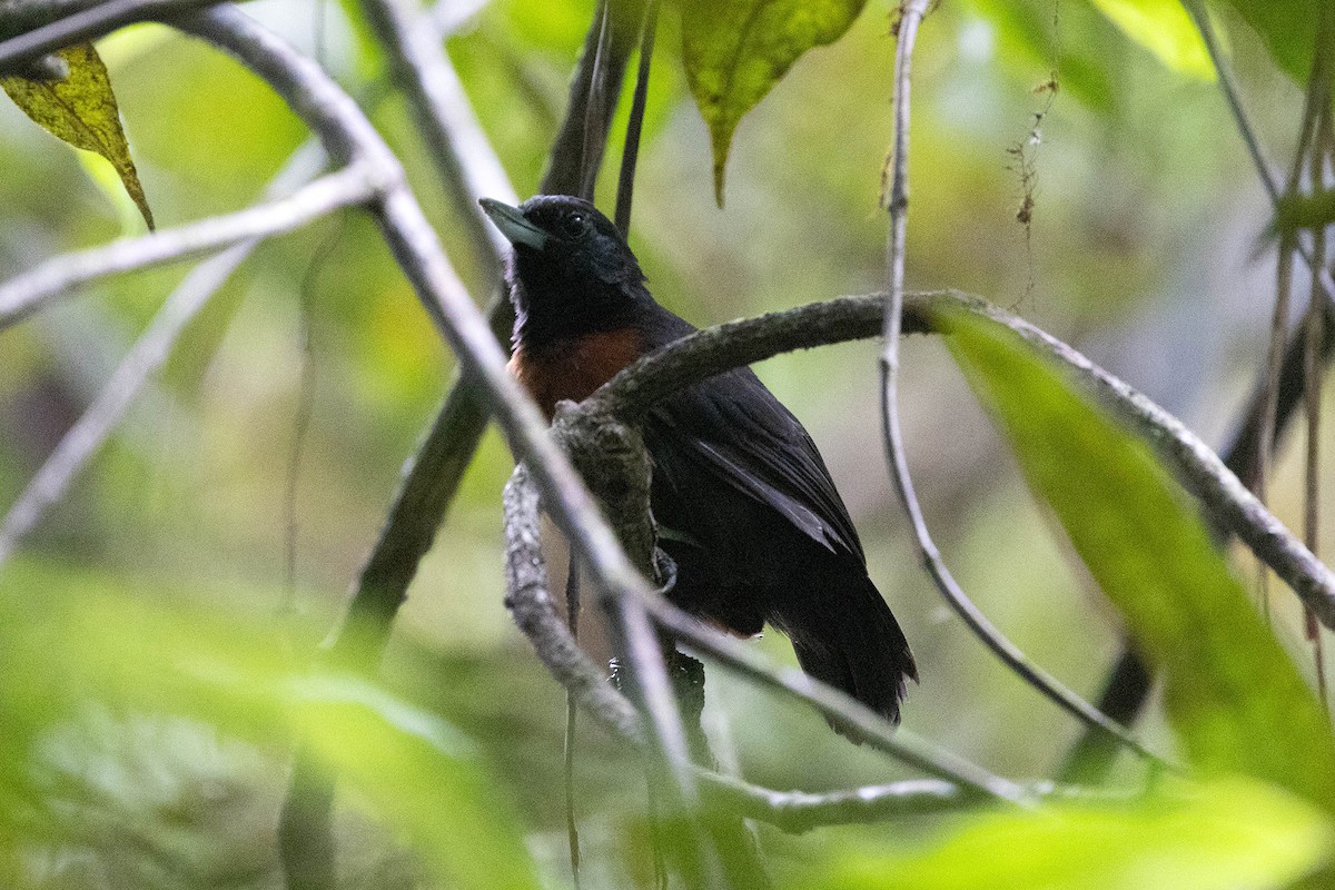 Batará Arbustero - ML645949243