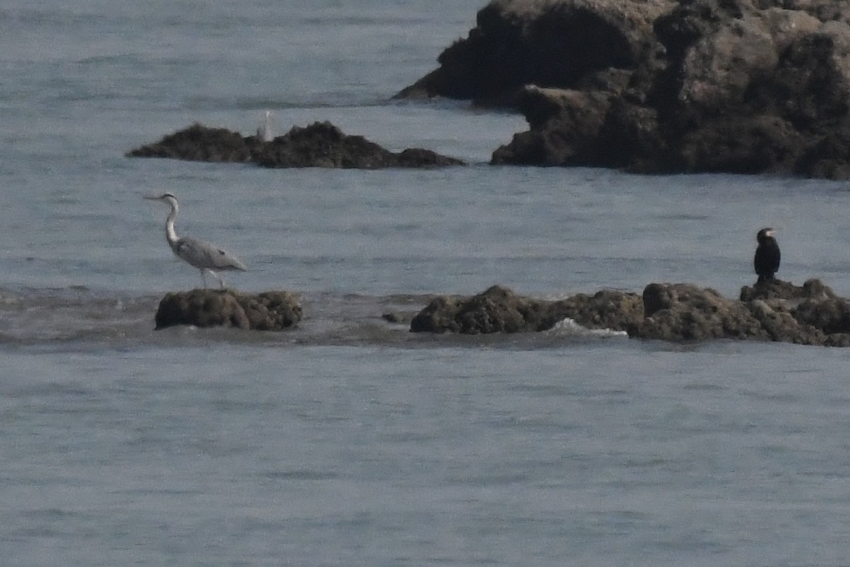 Garza Real - ML645949244