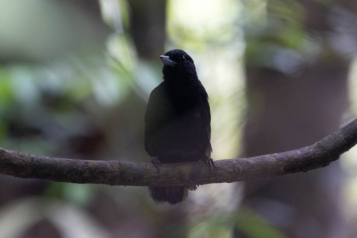 Batará Arbustero - ML645949246