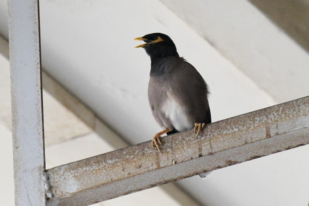 Miná Común - ML645949247