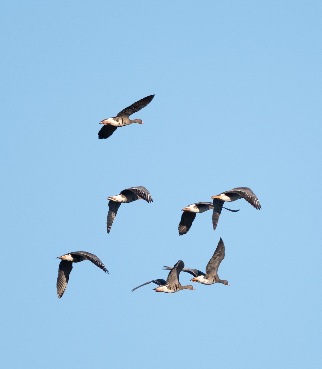 Ánsar Careto - ML645949248