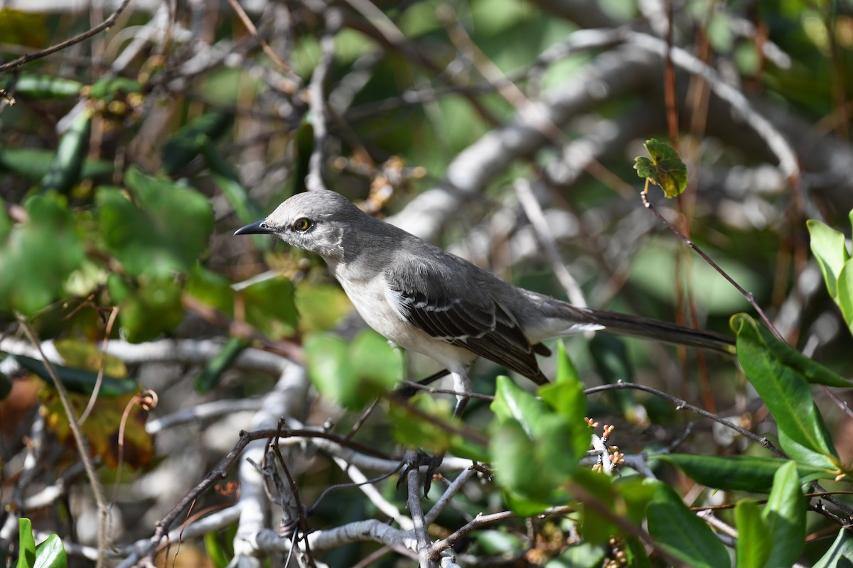 Sinsonte Norteño - ML645949249