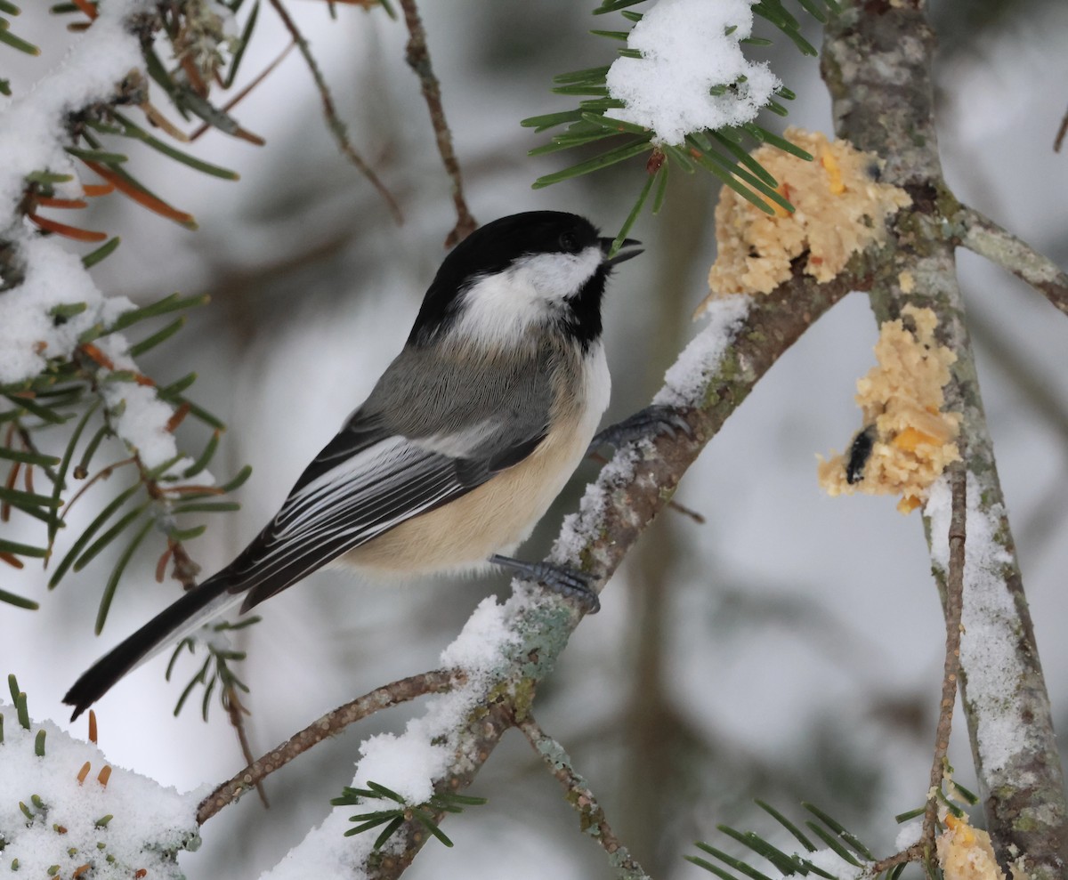 Carbonero Cabecinegro - ML645949250