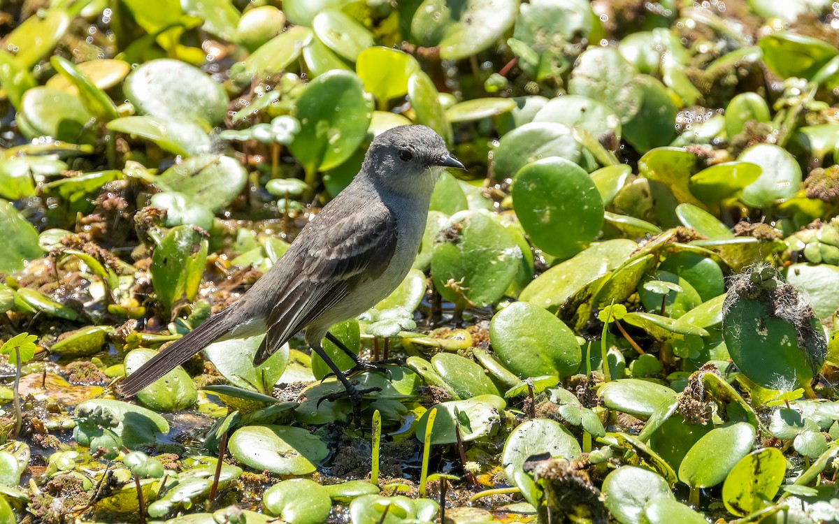 Sooty Tyrannulet - ML645949251