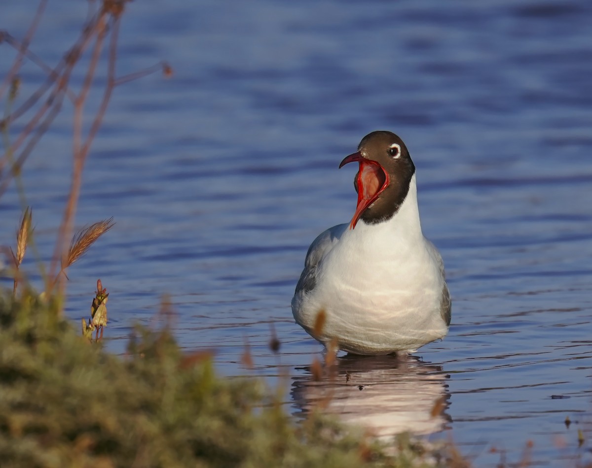 Gaviota Cahuil - ML645949252