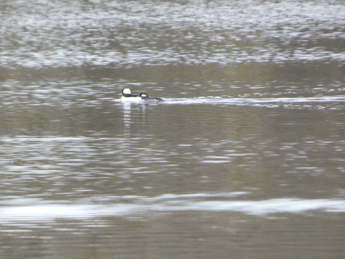 Porrón Albeola - ML645949253