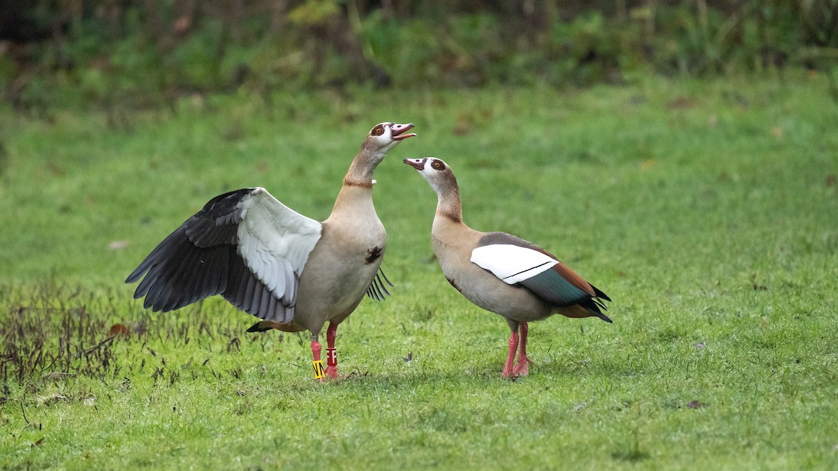 Ganso del Nilo - ML645949254