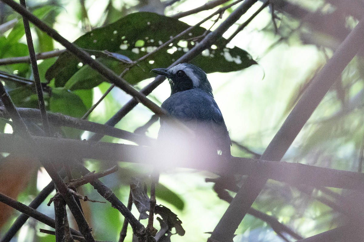 Hormiguero Cejiblanco - ML645949255