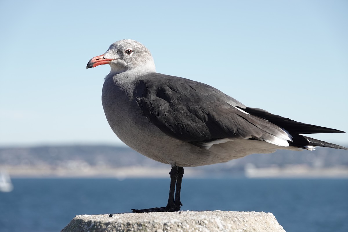 Heermann's Gull - ML645949263