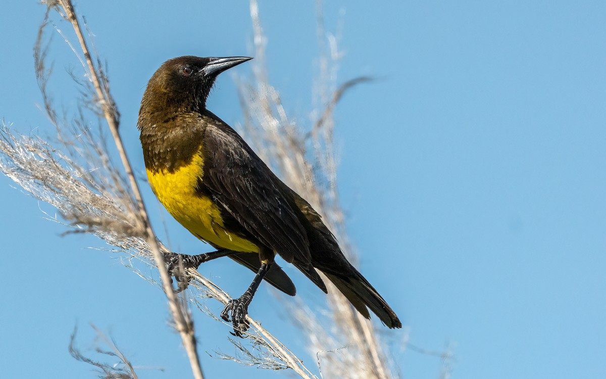 Brown-and-yellow Marshbird - ML645949266