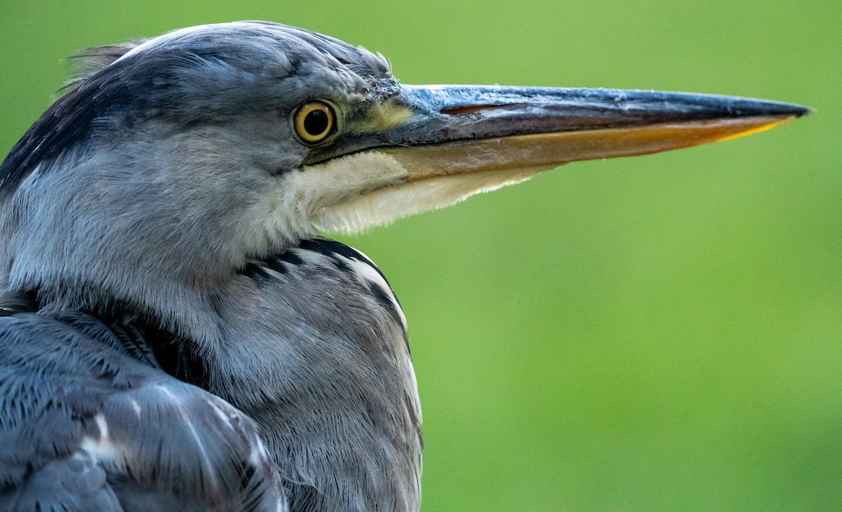 Gray Heron - ML645949272