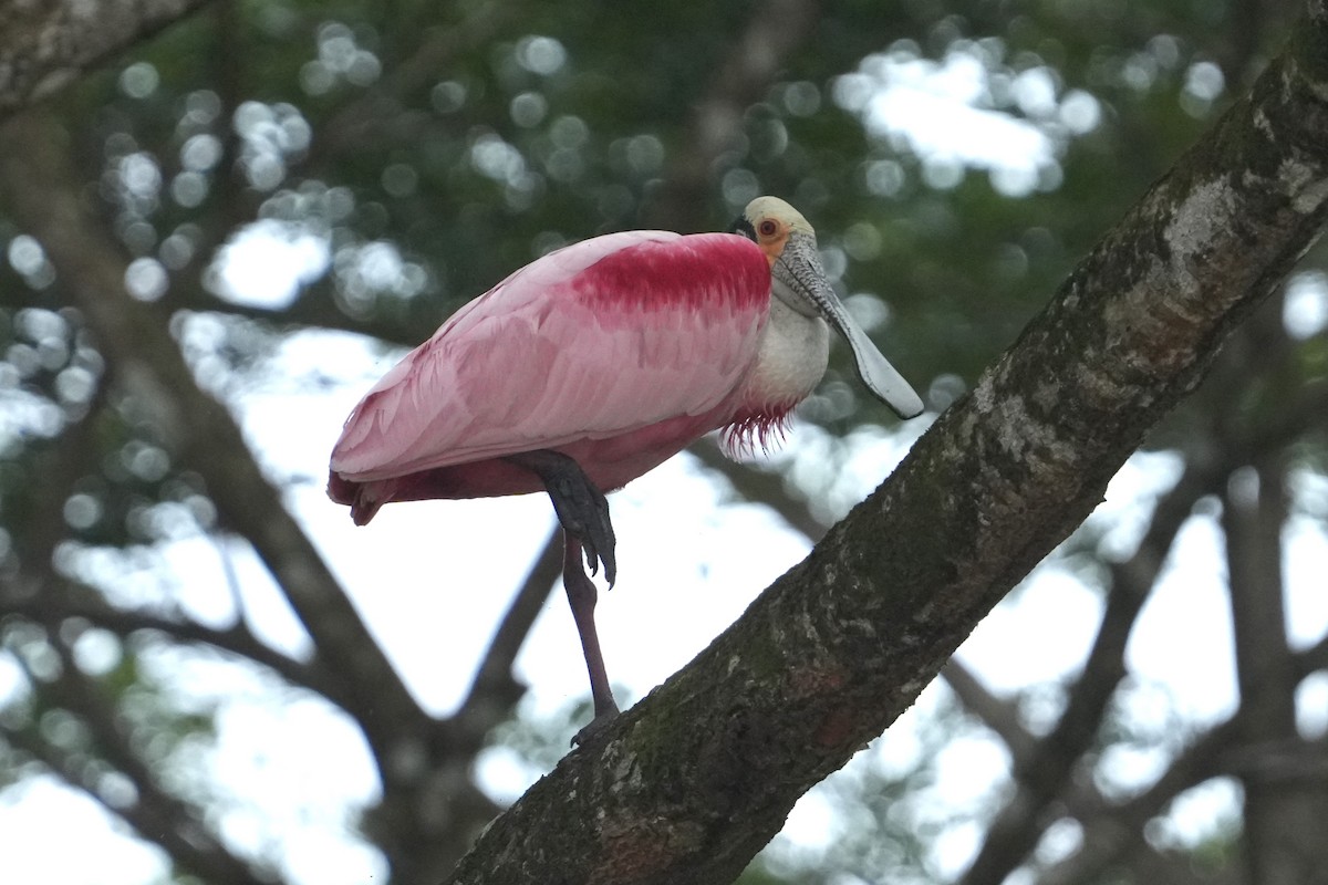 Espátula Rosada - ML645949273