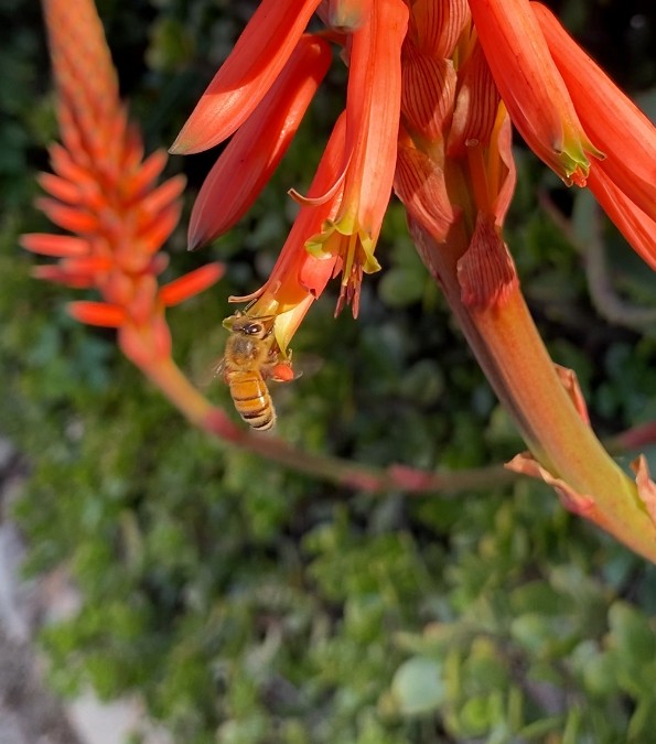 Animals - ML645949275