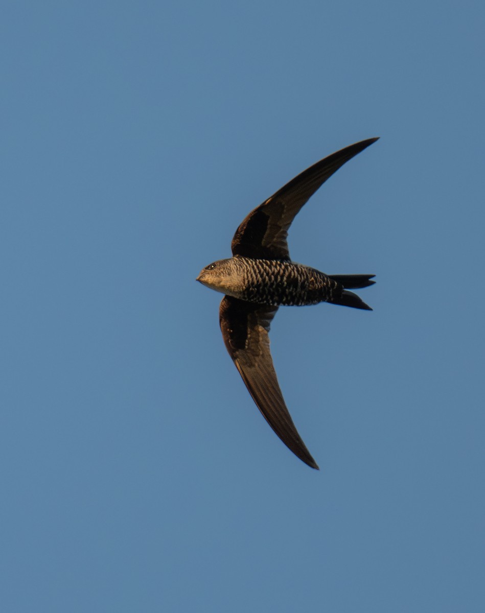 Blyth's Swift - ML645949277