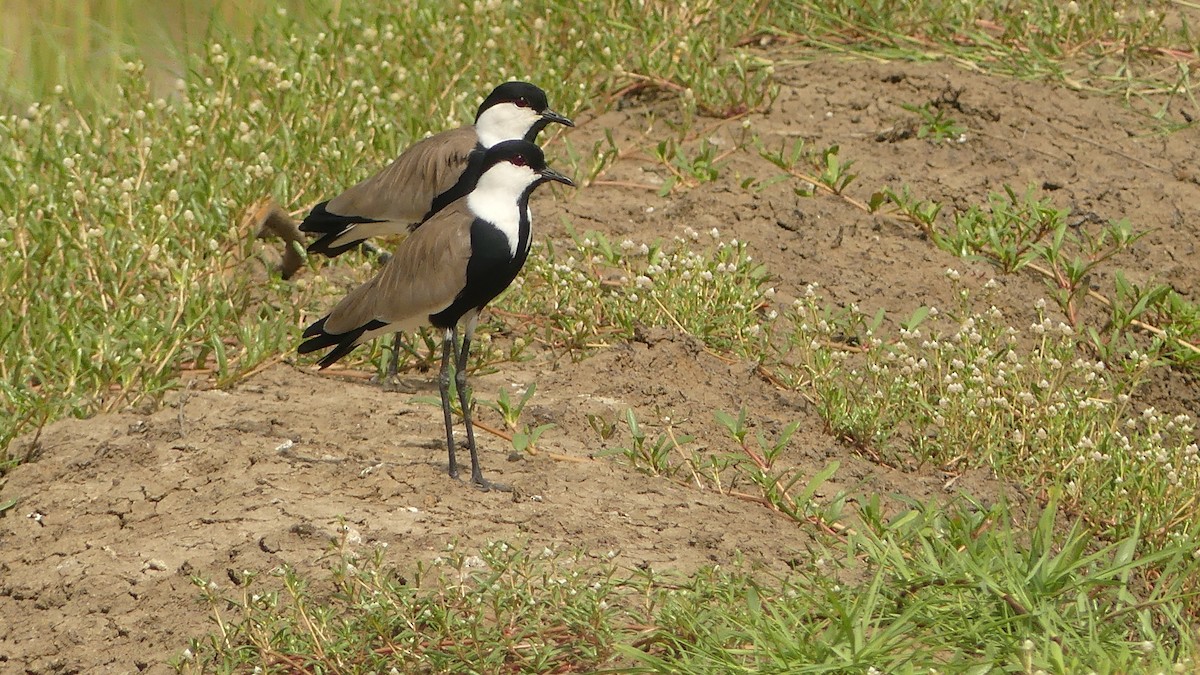 Vanneau à éperons - ML645949279