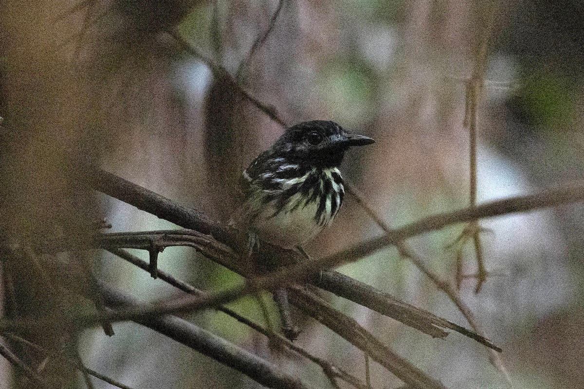 Benek Sırtlı Karıncakuşu - ML645949281