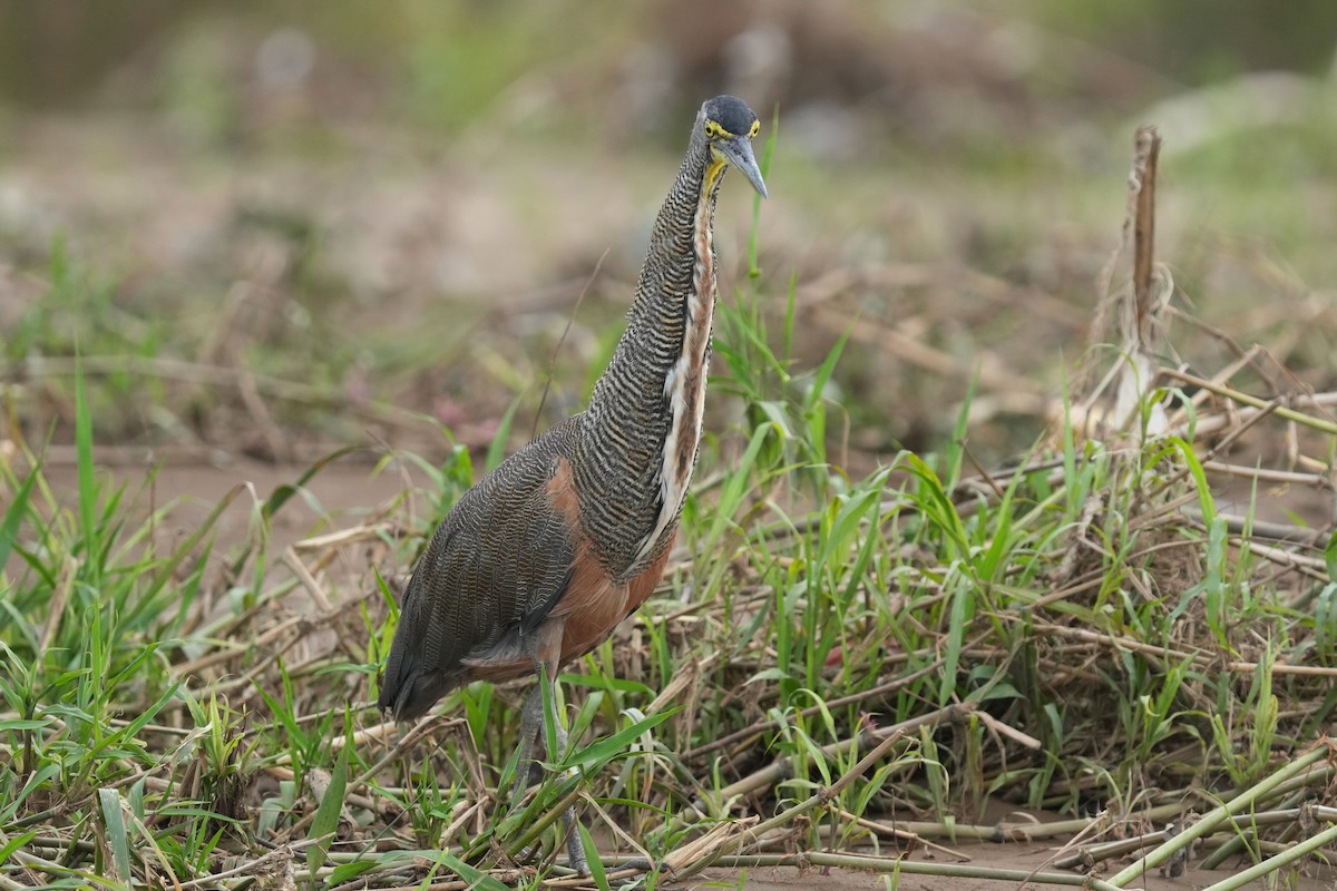 Bare-throated Tiger-Heron - ML645949283